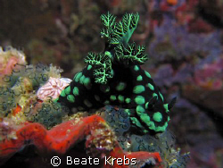 Nembrotha, Canon S70 with Macro Lens  by Beate Krebs 